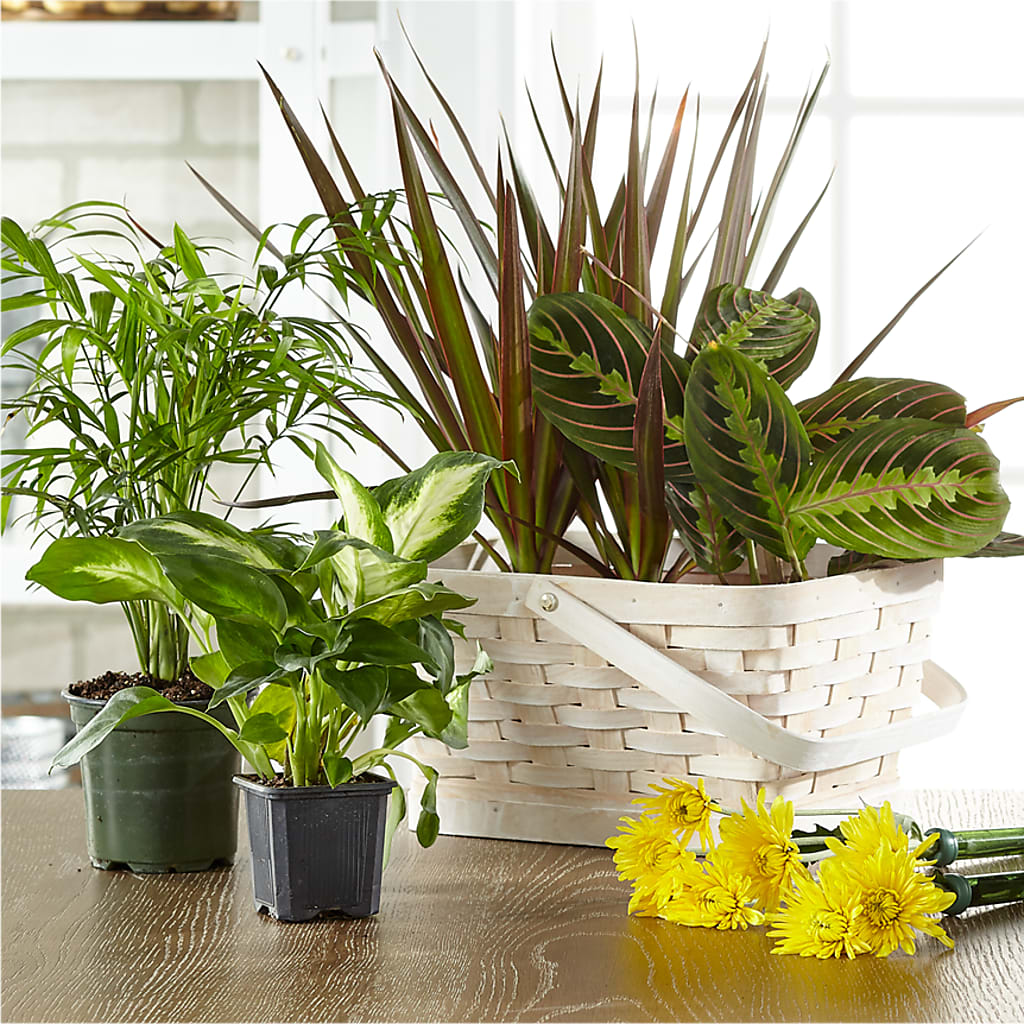 Florist Designed Blooming and Green Plants in a Basket – The Pink Petal, Pierre SD