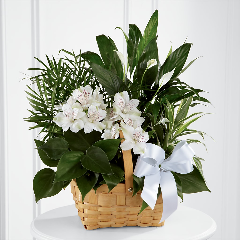 Peace & Serenity Dishgarden – The Pink Petal, Pierre SD