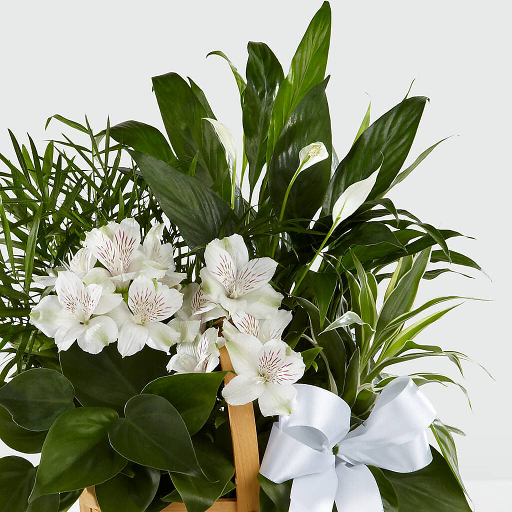 Peace & Serenity Dishgarden – The Pink Petal, Pierre SD