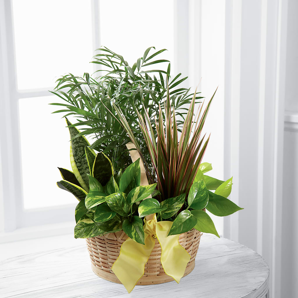 French Garden – The Pink Petal, Pierre SD