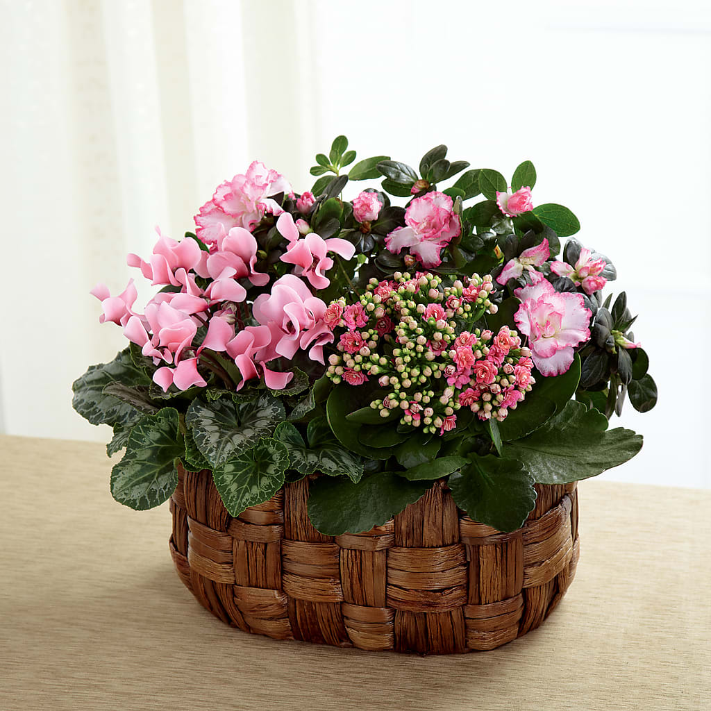 Pink Assortment – The Pink Petal, Pierre SD