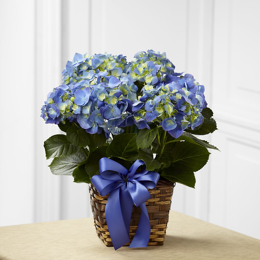 Blue Hydrangea Planter – The Pink Petal, Pierre SD