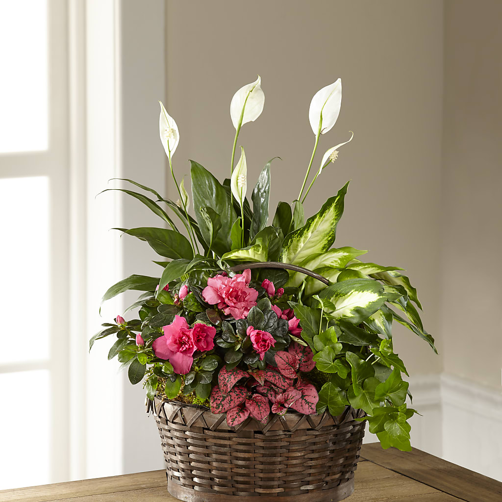 Dream in Pink Dishgarden – The Pink Petal, Pierre SD