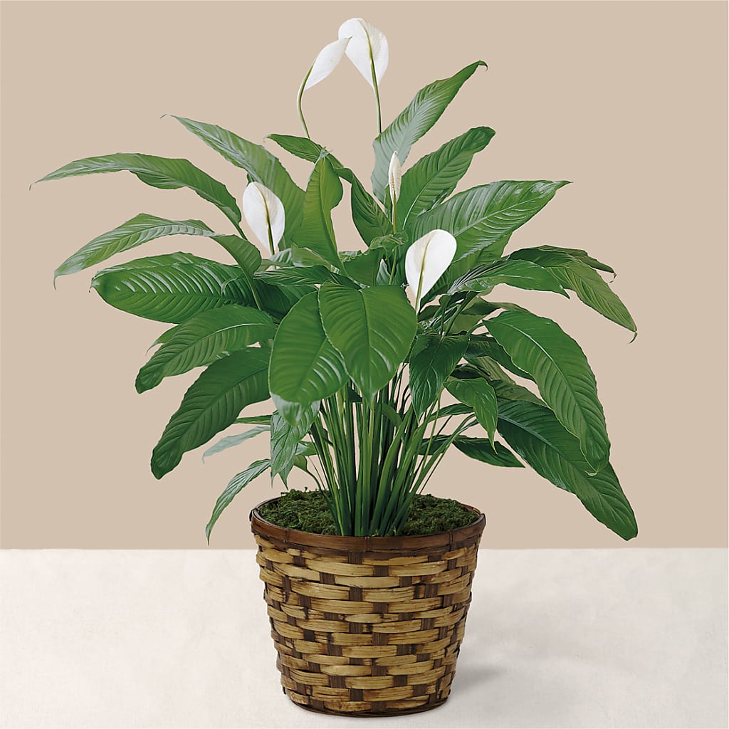 Tranquil Moments Peace Lily Plant – The Pink Petal, Pierre SD