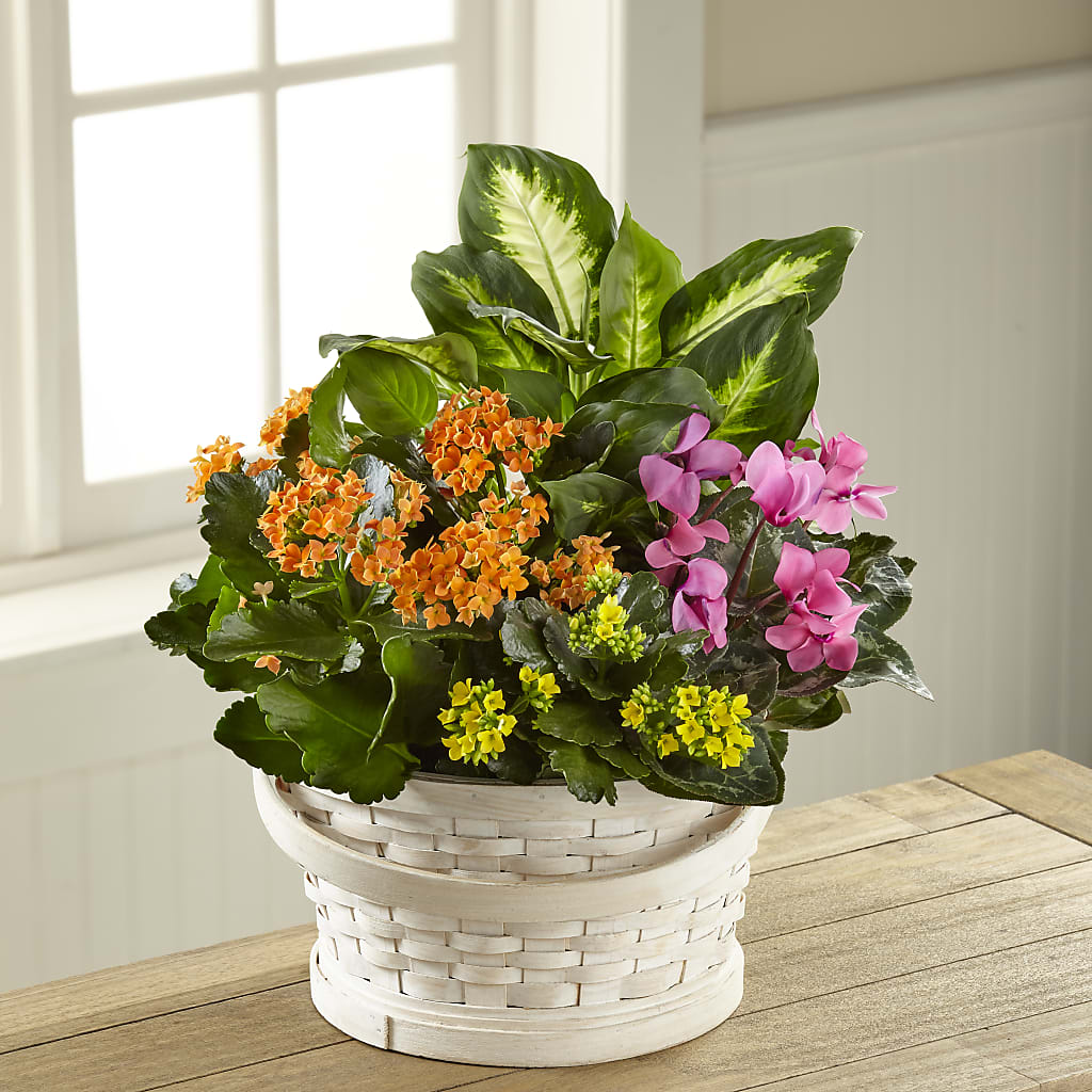 Color Crush Dishgarden – The Pink Petal, Pierre SD