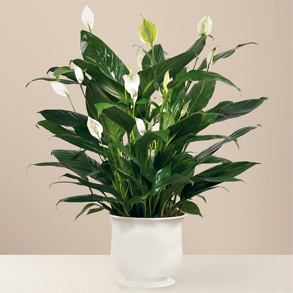 Comfort Planter – The Pink Petal, Pierre SD