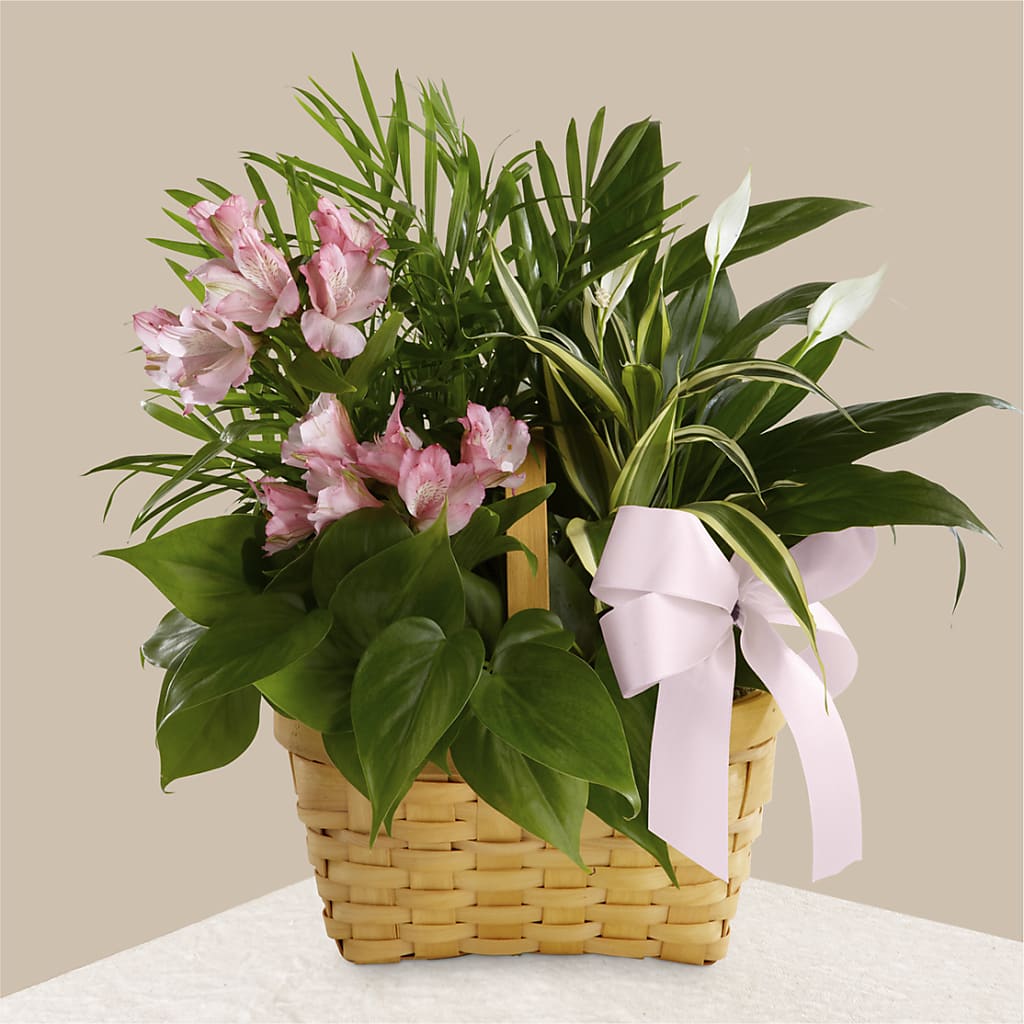 Living Spirit Dishgarden – The Pink Petal, Pierre SD