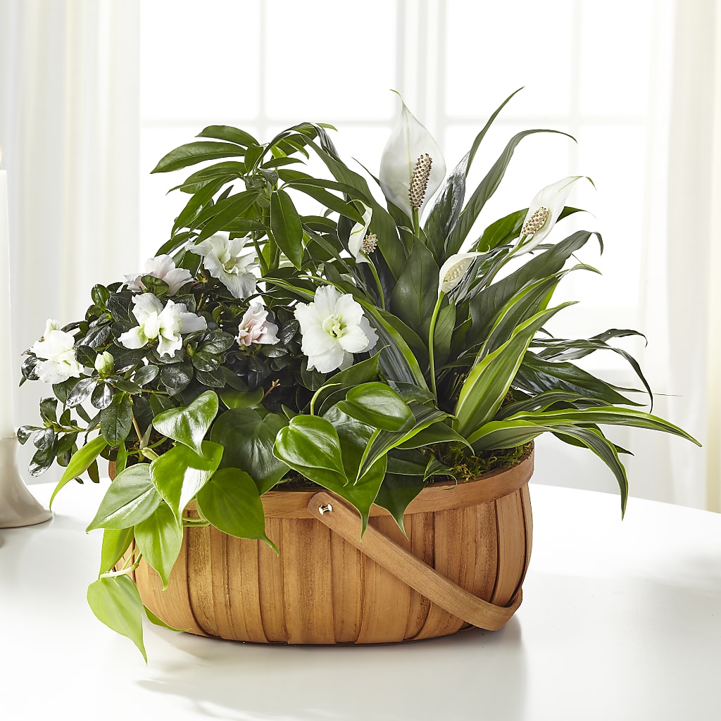 Serene Dishgarden – The Pink Petal, Pierre SD