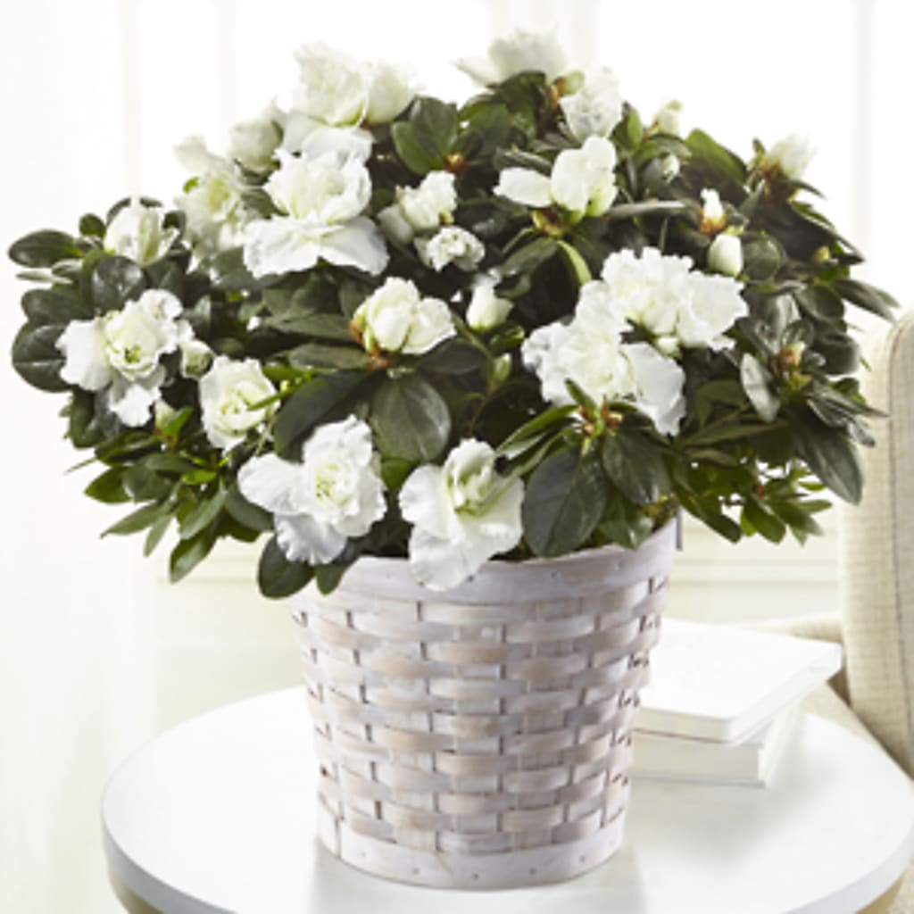 White Azalea Plant – The Pink Petal, Pierre SD
