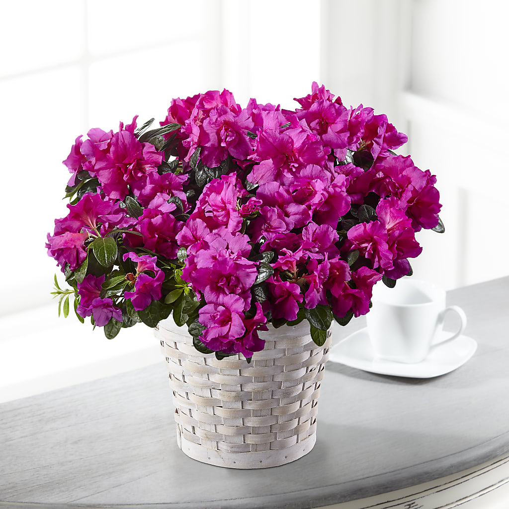 Hope & Serenity Azalea Plant – The Pink Petal, Pierre SD