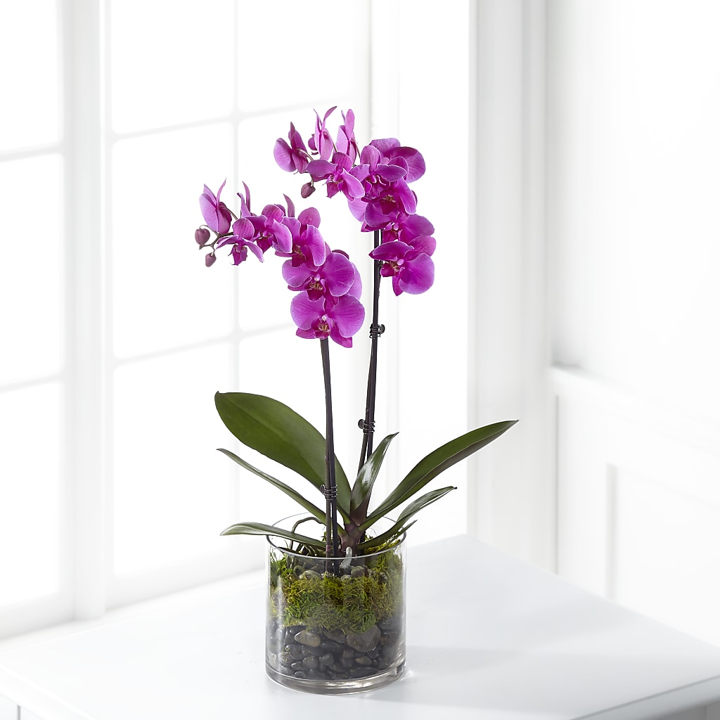 Pink Orchid Plant – The Pink Petal, Pierre SD
