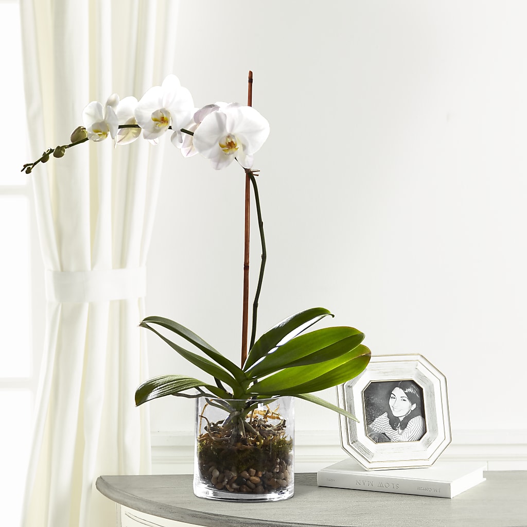 White Orchid Planter – The Pink Petal, Pierre SD