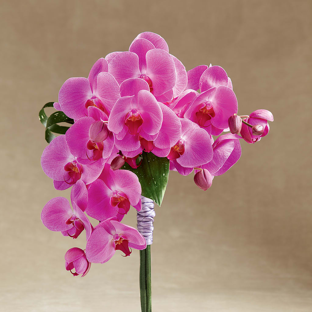 Glorious Bouquet – The Pink Petal, Pierre SD
