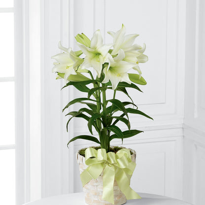 Easter Lily Plant –  The Pink Petal, Pierre SD