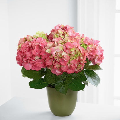 Pink Hydrangea Planter –  The Pink Petal, Pierre SD