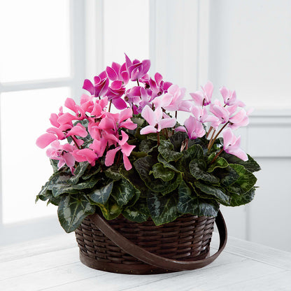 Mixed Cyclamen Planter –  The Pink Petal, Pierre SD