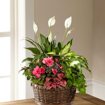 Dream in Pink Dishgarden –  The Pink Petal, Pierre SD