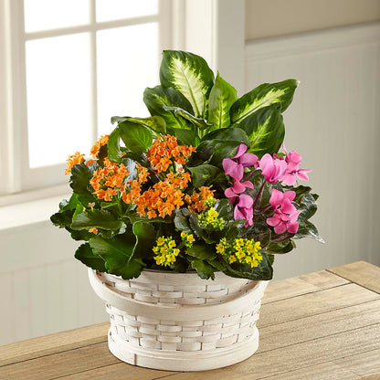 Color Crush Dishgarden –  The Pink Petal, Pierre SD