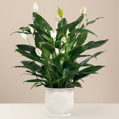 Comfort Planter –  The Pink Petal, Pierre SD