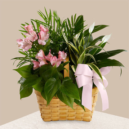 Living Spirit Dishgarden –  The Pink Petal, Pierre SD