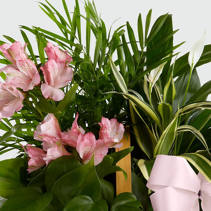 Living Spirit Dishgarden –  The Pink Petal, Pierre SD