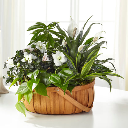Serene Dishgarden –  The Pink Petal, Pierre SD