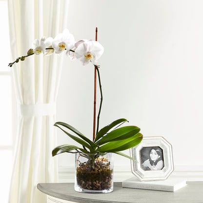 White Orchid Planter –  The Pink Petal, Pierre SD