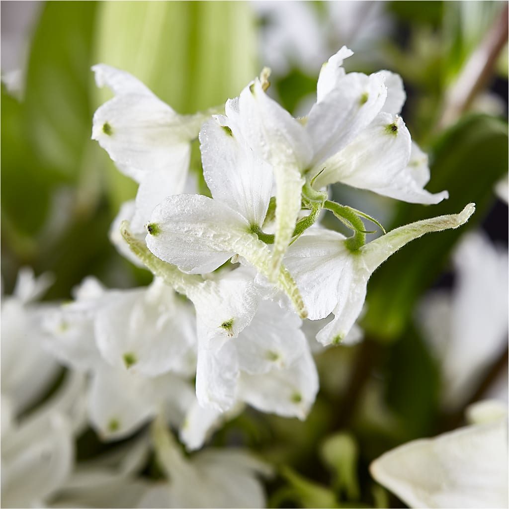 Classic Ivory – A Florist Original –  The Pink Petal, Pierre SD