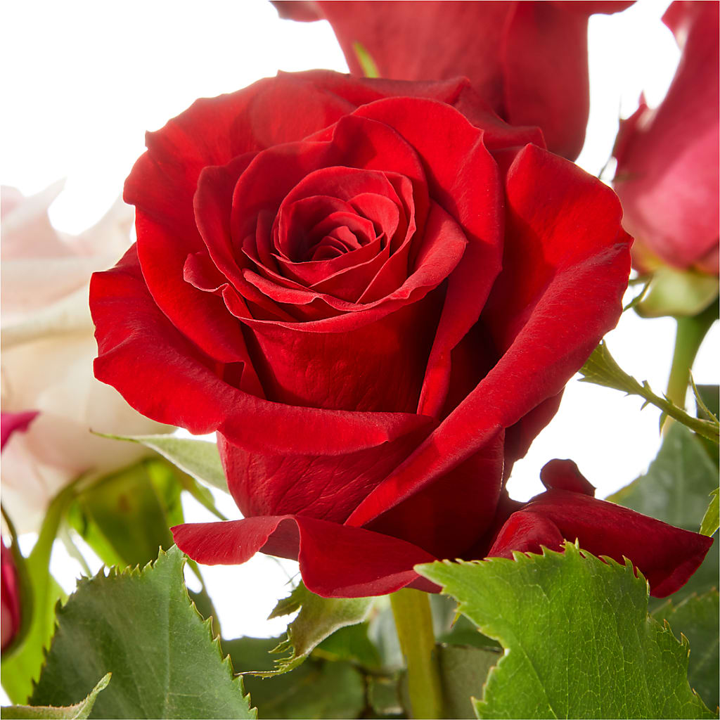 Love Notes Rose Bouquet –  The Pink Petal, Pierre SD